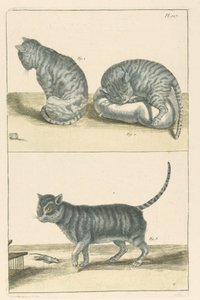 Katter av Unbekannt