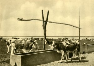 Storfe som drikker ved et trau, Burgenland, Østerrike, c1935. av Unbekannt