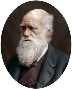 Charles Darwin , britisk naturforsker, 1878 av Unbekannt