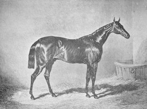 Charles XII, vinner av St. Leger 1839, 1911 av Unbekannt