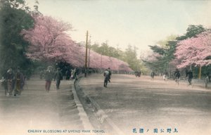 Kirsebærblomstrer i Uyeno Park Tokyo, c1910 av Unbekannt