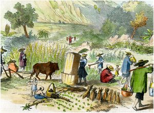 Kinesisk høsting, Hong Kong, c1875 av Unbekannt