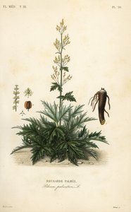 Kinesisk rabarbra eller rabarbrarot, Rheum palmatum, Rabarbrapalmer av Unbekannt