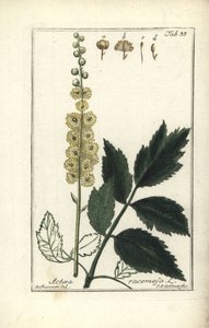 Cimicifuga Cimicifuga racemosa eller svart cohosh, Actaea racemosa (actee en grappe) av Unbekannt