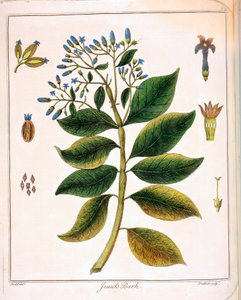 Cinchona jesuitter eller peruansk bark 1795 av Unbekannt