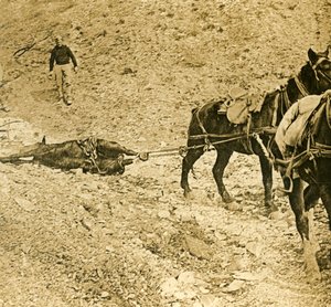 Rydder slagmarken, c1914-c1918 av Unbekannt