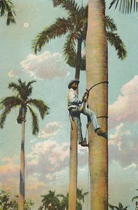 Climbing the Royal Palm - Climbing the Royal Palm, 1910. av Unbekannt