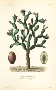 Cochenillekaktus, Nopalea cochenillifera, Opuntia cochenillifera, Cactus cochenillifer, Cactus coccinellifer, Cactus a cochenilles av Unbekannt