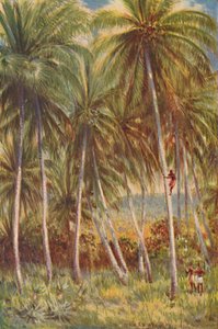 Kokosnøttpalmer, 1924 av Unbekannt