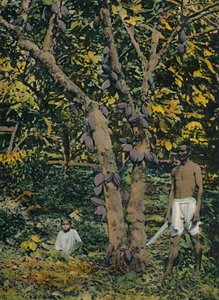 Kakao i full føring, Trinidad og Tobago, c1914. av Unbekannt