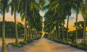 Coconut Avenue, Barranquilla, c1940-tallet, av Unbekannt