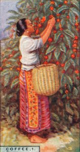 Coffee, 1. - Gathering the Berries, Øst-India, 1928 av Unbekannt