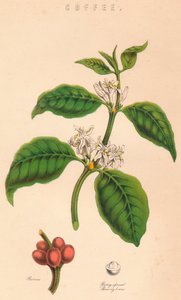 Kaffe, c1800-tallet av Unbekannt
