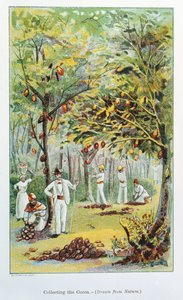 Innsamling av kakao, Venezuela, 1892 av Unbekannt