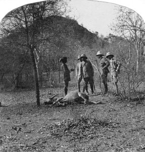 Oberst Afsurul Mulk på tigerjakt, India, 1900-tallet av Unbekannt