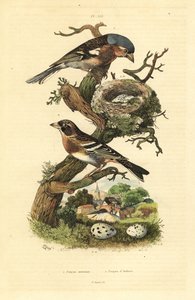 Vanlig bokfink, Fringilla coelebs, reir og egg, og brambling, Fringilla montifringilla med egg Pinson commun et pinson d