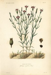 Vanlig maismusling, Agrostemma githago, Githago segetum, Nielle des bles, Håndfarget stålgravering av L av Unbekannt