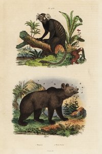 Vanlig silkeaper, Callithrix jacchus 1, og brunbjørn, Ursus arctos, med bier 2 av Unbekannt