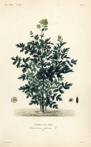 Common eng rue, Thalictrum flavum, Pigamon des pres av Unbekannt