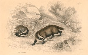 Vanlig eller eurasisk grevling Meles meles, 1828 av Unbekannt