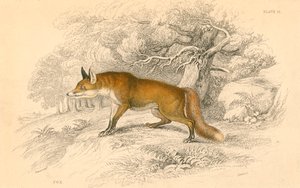 Vanlig eller rødrev Vulpes vulpes, 1828 av Unbekannt
