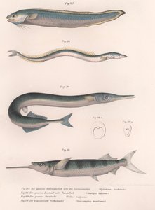 Vanlig slangefisk. Vanlig tobis. Vanlig Hornhecht. Brasiliansk halvnebb, ca. 1850-tallet av Unbekannt