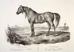 København, hertugen av Wellingtons hest, 1800-tallet av Unbekannt