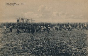 Corte de Cana - Kutting av sukkerrør - Cuba, c1910 av Unbekannt