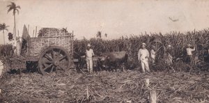 Corte de Canna. - Samler sukkerrør. Cuba, ca 1900 av Unbekannt
