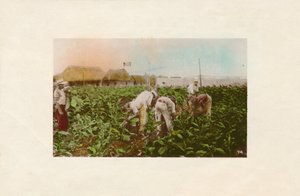 Tobakkshøst. - Tobakksplantasje., c1910 av Unbekannt