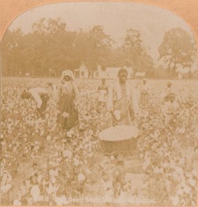 Bomullsplukking., c1900 av Unbekannt