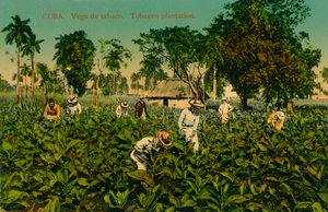Cuba. Tobakksbutikk. Tobakkplantasje, ca 1920-tallet av Unbekannt