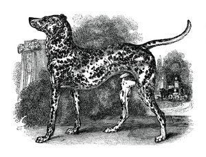 Dalmatisk hund, 1848 av Unbekannt