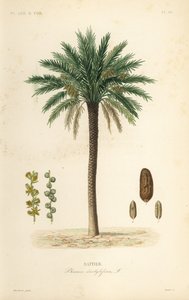 Daddelpalme, Phoenix dactylifera, Dattier av Unbekannt