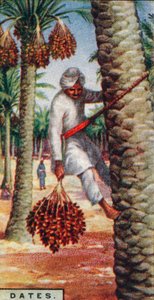Datoer. - Samling av frukten, IN. Afrika, 1928 av Unbekannt
