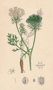 Daucus Carota. Vill gulrot, 1800-tallet av Unbekannt