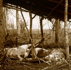 Døde hester, Verdun, Nord-Frankrike, c1914-c1918 av Unbekannt