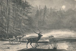 Hjort ved Lake St. Regis, om natten, 1883 av Unbekannt