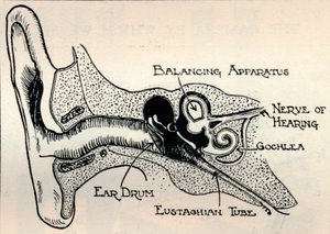 Delicate Mechanism of the Ear, c1934 av Unbekannt