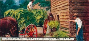 Levering av tobakk på Curing Barn, 1926 av Unbekannt