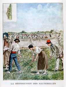 Ødelegge gresshoppen, 1901 av Unbekannt