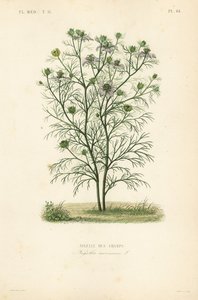Djevel-i-busken eller kjærlighet-i-tåke, Nigella arvensis, Nigelle des champs av Unbekannt