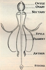 Diagram av en Fuchsia-blomst, som viser mekanismen som brukes for å produsere frø, c1934 av Unbekannt