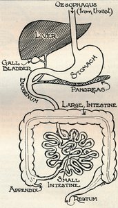 Diagram som viser fordøyelseskanalen, som går rett gjennom kroppen, c1934 av Unbekannt