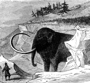 Oppdagelse av en ullen mammut, 1779 c1870 av Unbekannt