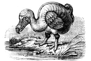 Dodo, 1884 av Unbekannt