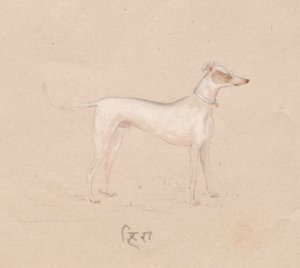 Hund, 1800-tallet. av Unbekannt