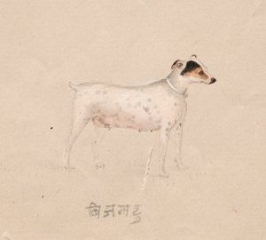 Hund, 1800-tallet. av Unbekannt