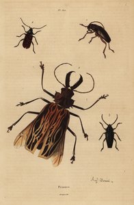 Dorysthenes paradoxus 1, Macrodontia cervicornis, sårbar 2, Elateropsis lineatus 3 og Prionus versicolor 4 av Unbekannt