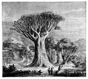 Dracona of Icod, Tenerife, Spania, ca 1900-tallet av Unbekannt